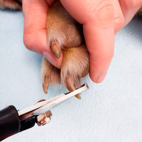 Nail clipping being done by the nurse at Pattenden Vets. Pattenden Vets are a small independent veterinary practice in Marden, Kent.
