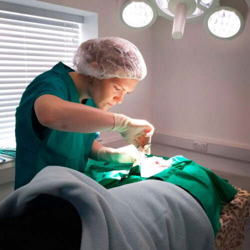 Lara Hummel in surgery at Pattenden Vets. Pattenden Vets are a small independent veterinary practice in Marden, Kent.