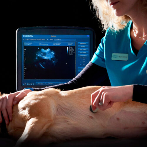 An ultrasound examination at Pattenden Vets. Pattenden Vets are a small independent veterinary practice in Marden, Kent.