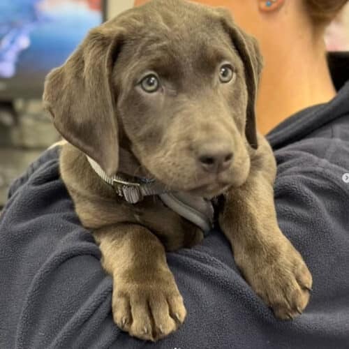 Puppy arrived at Pattenden Vets for their vaccinations.