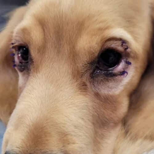 Bruce after his entropion operation at Pattenden Vets.