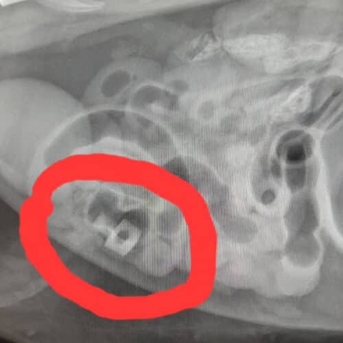 X-ray of a Nerf Gun bullet in the abdomen of Hovis, before the operation at Pattenden Vets.