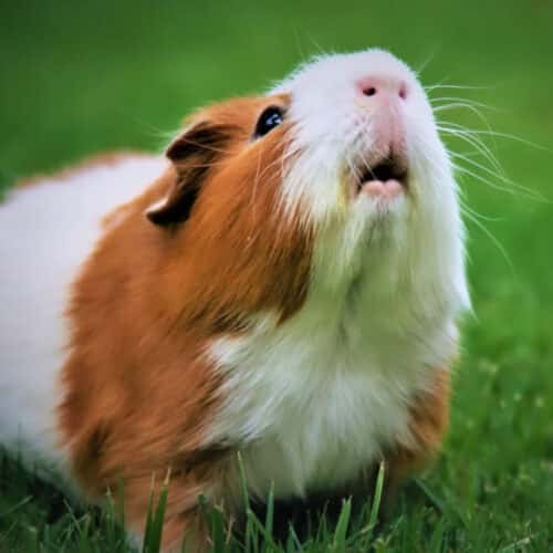 Top tips before you get a guinea pig from Pattenden Vets.