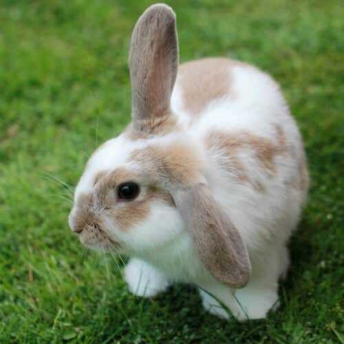 Rabbit eating fresh grass, top tip from Pattenden Vets.