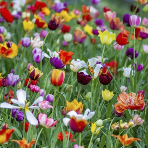 Spring flowers can be toxic to pets.