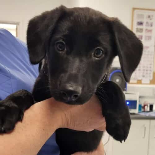 Star the Labrador Retriever, German Shepherd mix arrived at Pattenden Vets for their vaccinations.